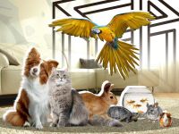 Викторина «Братья наши меньшие»