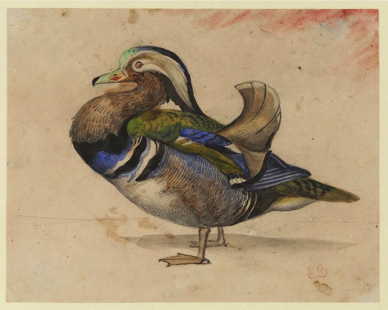 Утка-мандаринка (1860)